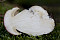 Steinpilz