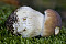 Steinpilz