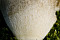 Steinpilz