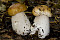 Steinpilz