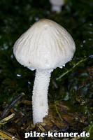 Unbekannt 40