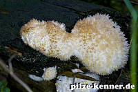 Weißer Polsterpilz
