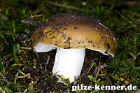 Wieseltäubling