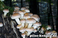 Ziegelroter Schwefelkopf