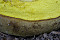 Ziegenlippe