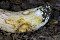 Ziegenlippe