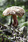 Ziegenlippe