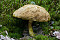 Ziegenlippe