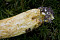 Ziegenlippe