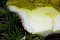 Ziegenlippe