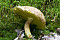 Ziegenlippe