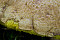 Ziegenlippe