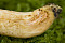 Ziegenlippe