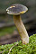 Ziegenlippe